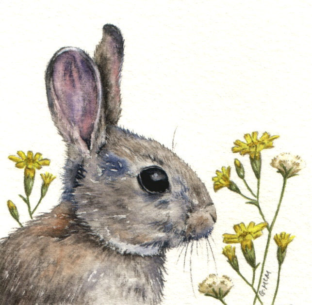 rabbit head watercolour illustration